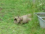 Stoats @ Pulborough brooks 8/6/07