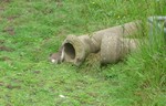 Stoats @ Pulborough brooks 8/6/07