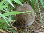 Bank vole, Cornwall