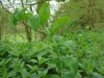 Solomon's Seal