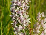 Common Spotted Orchid