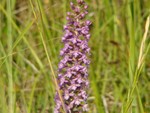 Fragrant Orchid