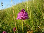 Pyramidial Orchid