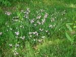 Ragged Robin