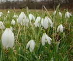 Snowdrops