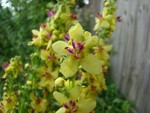 Dark Mullein
