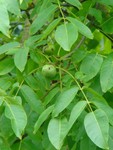 Walnut