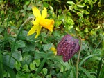 Daffodil and Snakes Head Frittilary