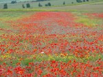 Poppies. The Burgh, June 2011.