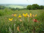Birds-Foot Trefoil