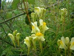 Common Toadflax