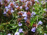 Self Heal