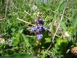 Bugle