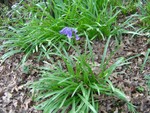 Bluebell