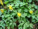 Lesser celandines