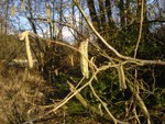 catkins
