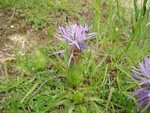 Dwarf thistle