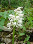 Monkey orchid