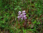 Monkey Orchid