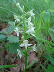 Lesser butterfly orchid