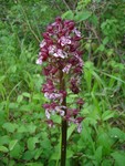 Lady orchid