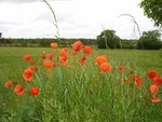 poppies