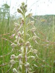 Lizard orchid