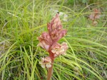Thyme Broomrape