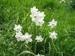 wild daffodils