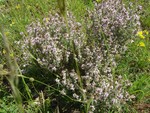 wild thyme