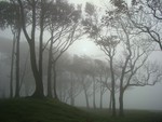 Fog at Chanctonbury Ring