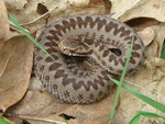 Baby adder sitting on a single leaf