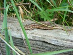 Common lizard - Pulborough Brooks - 03/09/08
