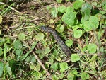 Female adder in the blue - PB - 03/09/08