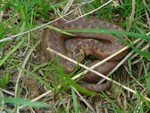 Baby Adder. May 2010 Pulborough Brooks.
