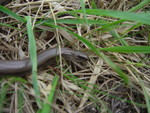 Female slow worm. Old Lodge, Ashdown forest. 13/06/07