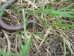 Female slow worm. Old Lodge, Ashdown forest. 13/06/07