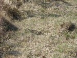 Adder. Old Lodge Nature reserve. 15.04.07