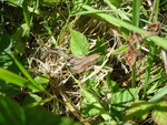 Common lizard. Pulborough brooks 15/06/07