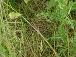 Young adder near Parham. 16.6.07