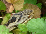 Adder close up.