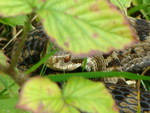 Sneaky snake.