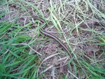 Slow worm