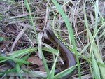 Slow worm
