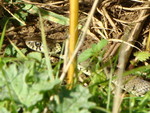 Grass snake - Pulborough brooks