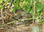 Grass snake