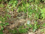 Grass snake