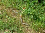 Grass Snake on Wey & Arun Canal