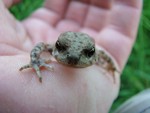 Toadlet