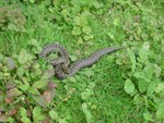 Adder - Pulborough brooks